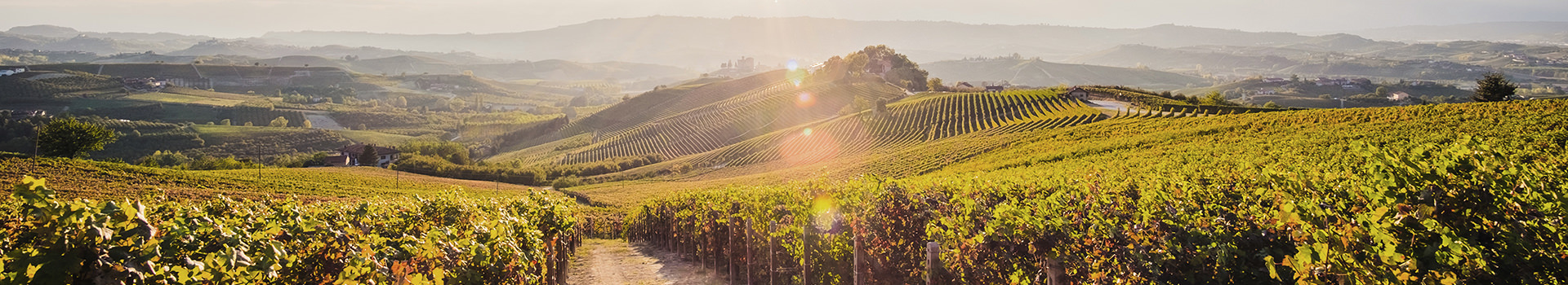 langhe wine